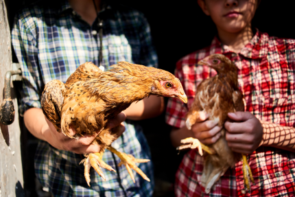 Mais de 18 mil crianças entre 5 e 9 anos trabalham na criação de aves. Crédito: Shutterstock/Amixstudio