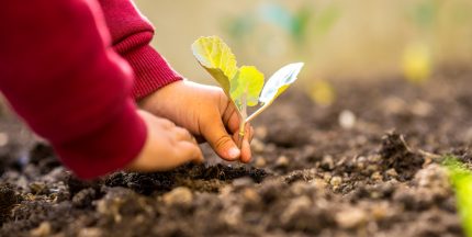 Para educar um ser humano, importa tanto a qualidade do livro quanto o sentido das práticas leitoras. (Crédito: iStock).