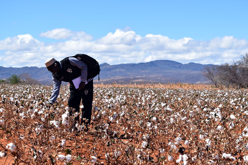 OIT Lavrador colhe algodão em plantação